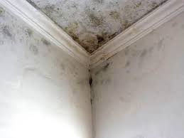 Best Real Estate Mold Inspection in Rumson, NJ