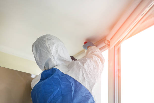 Best Attic Mold Removal in Rumson, NJ