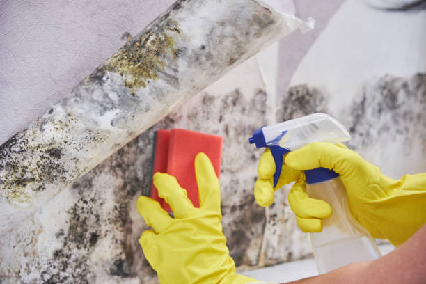 Best Asbestos and Lead Testing During Mold Inspection in Rumson, NJ